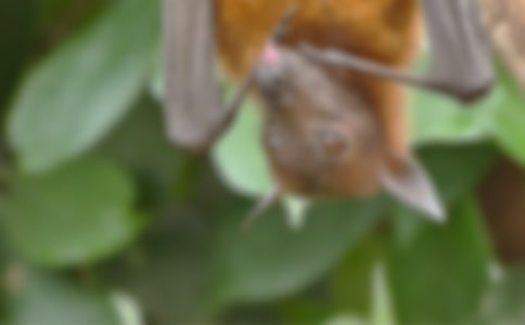 我是蝙蝠俠作文