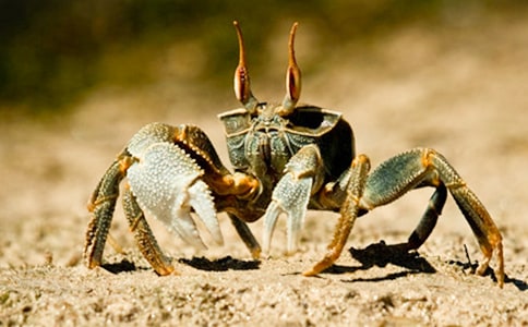 螃蟹詠原文及賞析