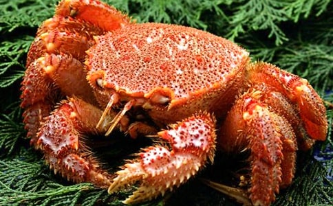 釣螃蟹作文經(jīng)典(15篇)