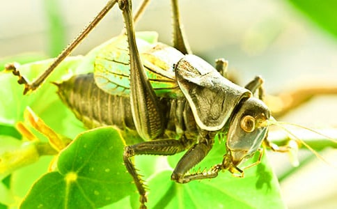 蟋蟀的住宅第二課時評課稿范文(精選10篇)