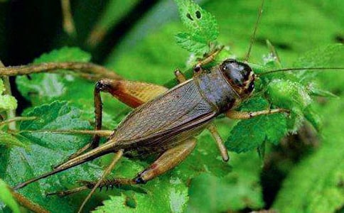 (熱門)捉蟋蟀作文