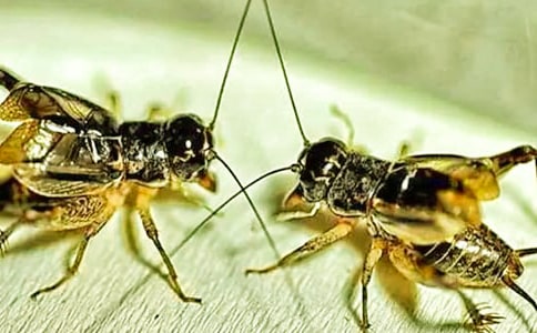 ׽������(�\��14ƪ)