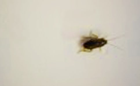 捉蟑螂作文【熱】