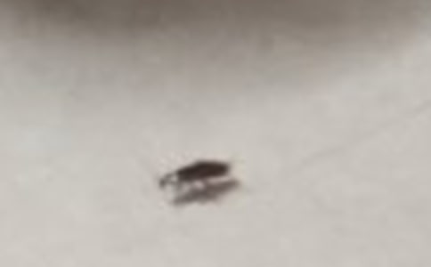 蟑螂歷險記作文