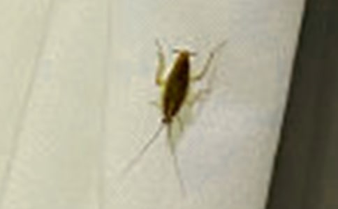 【薦】打蟑螂作文5篇