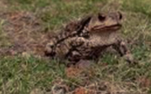 蛙與蟾蜍骨骼肌單收縮的比較分析