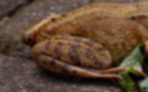 蟾蜍旱地越冬法