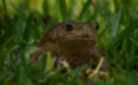 三氯殺螨醇對中華蟾蜍成體外周血紅細胞的影響