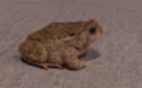 中華蟾蜍冬眠前后淋巴器官內(nèi)肥大細(xì)胞的變化