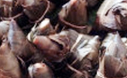 �茑���ӵĶ̾� �P(gu��n)�����ӵĶ̾�