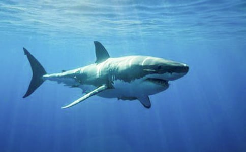 關于鯊魚作文