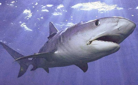 鯊魚皮膠原蛋白肽成分分析