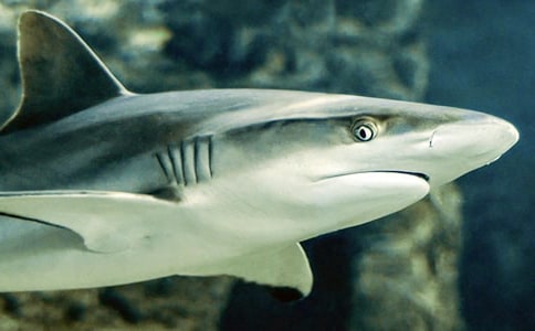 鯊魚的誓言的故事