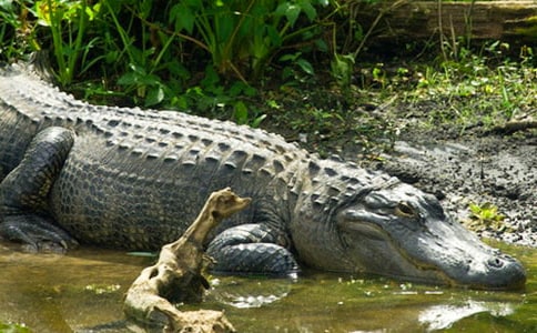 鱷魚(yú)的眼淚作文