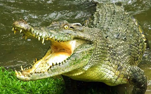 鱷魚“多莉”逃生記精選作文