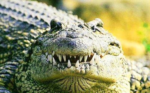 夢見吃鱷魚是什么意思【實(shí)用3篇】