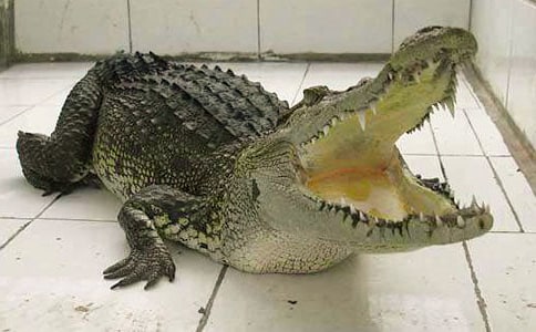 ���{�~�^������